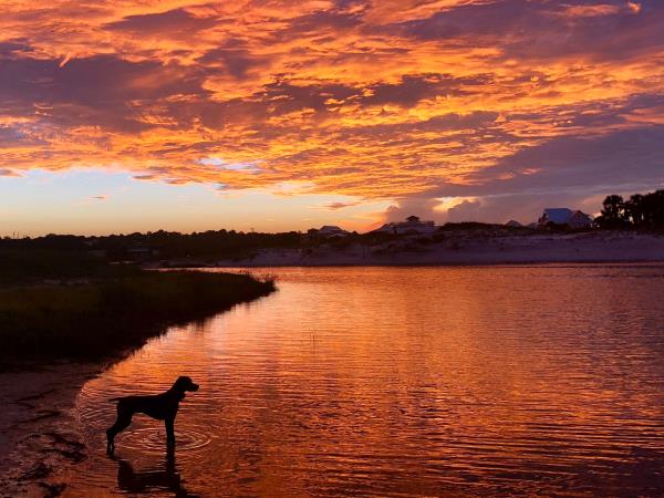 /Images/uploads/Southeast German Shorthaired Pointer Rescue/segspcalendarcontest2018/entries/8663thumb.jpg